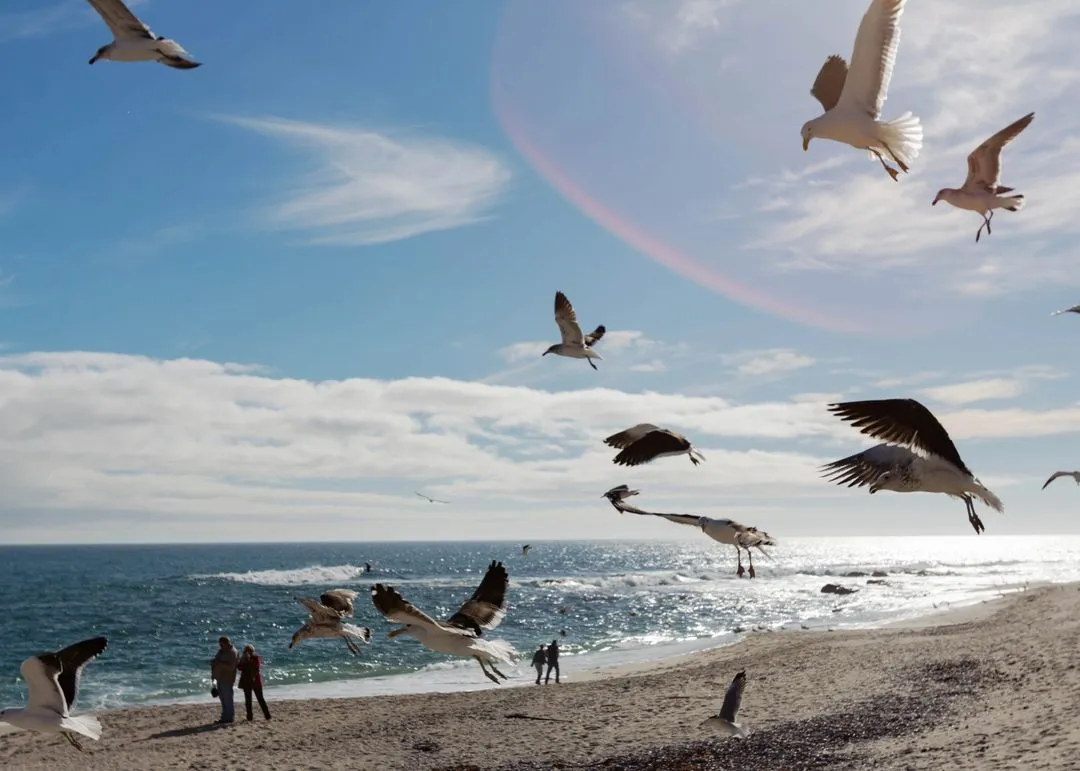 Sea gulls in yzerfontein